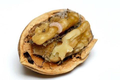 Walnut (Juglans regia) with worm infestation, spoiled, inedible, maggot