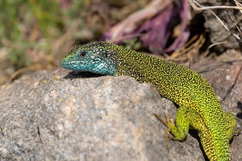 European green lizard (Lacerta viridis) eastern male, basking on stone
