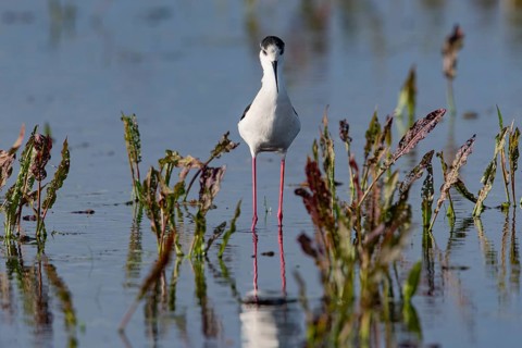Black-winged Black-winged Stilt (Himantopus himantopus), adult, frontal, shallow water,