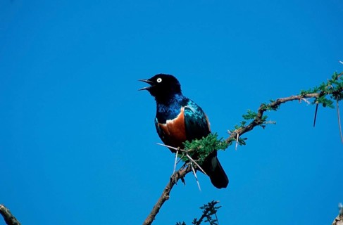 Superb Starling (Lamprotornis superbus), Serengeti national park, Tanzania, Dreifarben-Glanzstar,