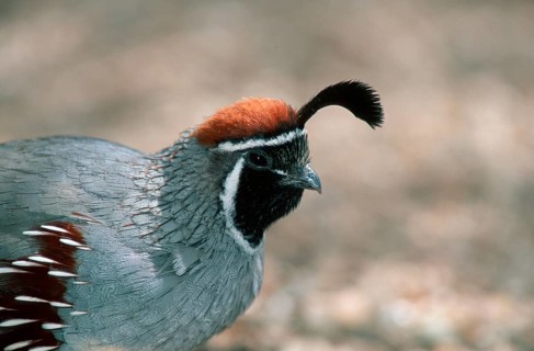 Gambel's Quail (Callipepla gambelii), male, Sonora desert, Arizona, USA, Helmwachtel, maennlich,
