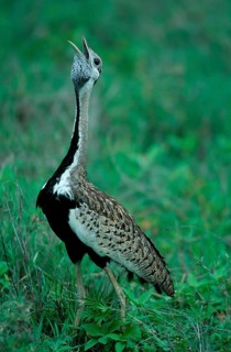 Black-bellied Bustard, Ngorongoro Crater, Tanzania (Eupodotis melanogaster), Black-bellied Bustard,