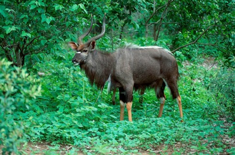 Nyala, male, Kruger National Park, South Africa (Tragelaphus angasi), lowland nyala, Kruger