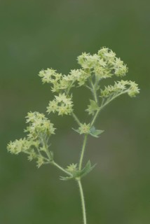 Garden lady's mantle (Alchemilla mollis)
