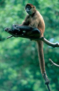 Black-handed Geoffroy's spider monkey (Ateles geoffroyi)
