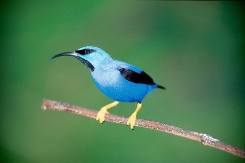Purple Honeycreeper (Cyanerpes caeruleus), Trinidad