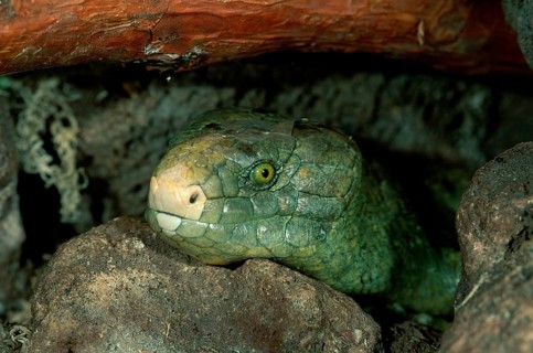 Solomon Island Skink (Corucia zebrata), Solomon Tiliquine Skink