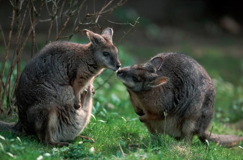 Tammar wallabies, pair (Wallabia eugenii)