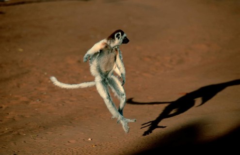 Verreaux's Sifaka (Propithecus verreauxi), Berenty, Madagascar, freistellbar, Africa