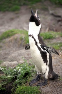 African penguin (Spheniscus demersus), male, Betty's Bay, South Africa, Africa