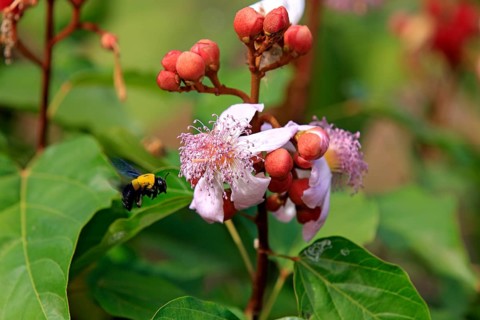 Achiote (Bixa orellana), Bixaceae, Madagascar, Africa