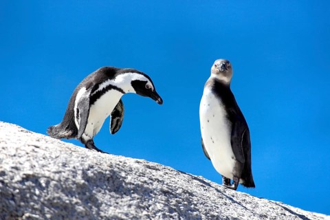 African penguin (Spheniscus demersus) and young bird, Boulder, South Africa, Africa