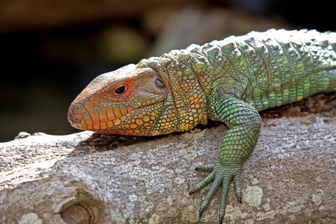 Paraguay Caiman Lizard (Dracaena guianensis) (Dracaena paraguayensis), side