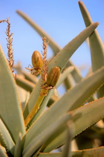 Quiver tree (Aloe dichotoma)