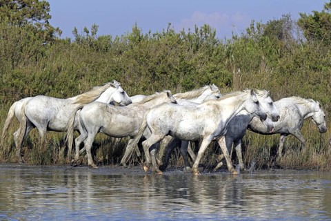 Camargue horses, Camargue, Provence, South of France, Camargue horse, grey, lateral
