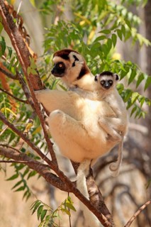 Verreaux's sifakas (Propithecus verreauxi), female and juvenile, Berenty Reserve, Madagascar,