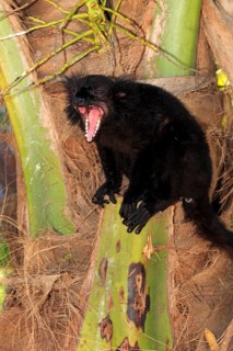 Black lemur (Eulemur macaco), male, Nosy Komba, Madagascar, Africa