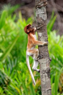 Coati, young, Labuk Bay, Sabah, proboscis monkey (Nasalis larvatus), Malaysia, Asia