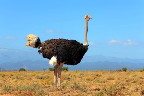 South african ostrich (Struthio camelus australis), male, Oudtshoorn, Klein Karoo, South Africa, l