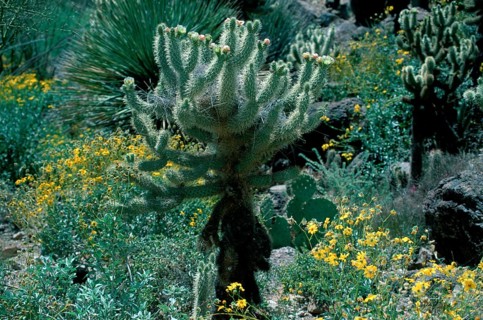Teddybear Cholla, Arizona, USA (Opuntia bigelovii)