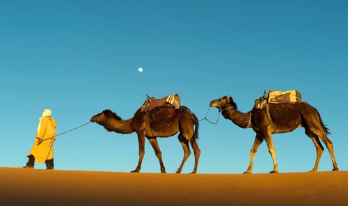 Morocco, camel driver, Berber, Erg Chebbi desert, dunes, Africa