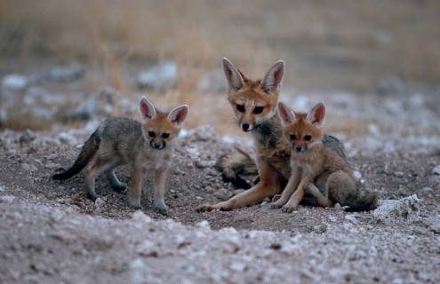 Cape Fox (Vulpes chama) with cubs at den, Silverback fox, Etosha national park, Namibia, Cape fox