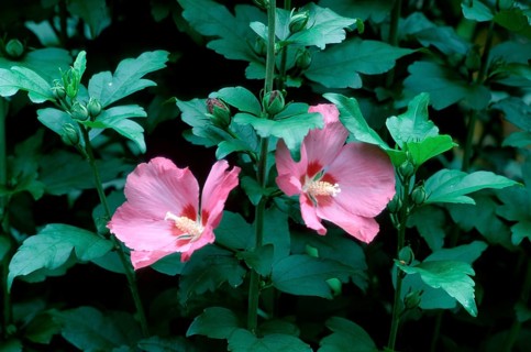 Rose of sharon (Hibiscus syriacus)