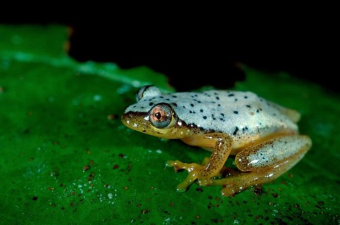 Madagascan Frog, Madagascar (Heterixalus punctatus), frogs