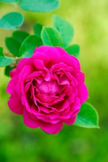 Bourbon Rose Gypsy Boy