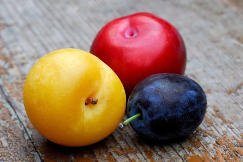 Yellow, red and blue Plums ( Prunus domestica) , Plum, plum, plum