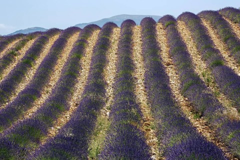 Lavender field, flowering true lavender (Lavandula angustifolia), near Valensole, Provence,
