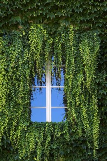 Window overgrown with ivy, Abbey courtyard, Augustinian canons' monastery, Neustift Abbey, also