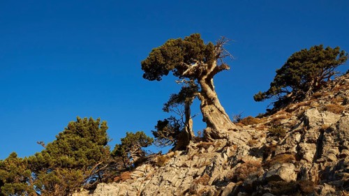 Bizarre gnarled tree, boulders, Gingilos, hiking on the Gingilos, morning light, cloudless blue