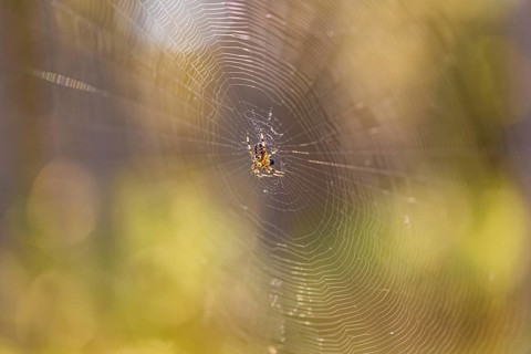 Cross spider (Araneus) in a spider web