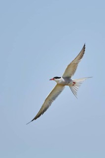 Elegant tern (Thalasseus elegans) flying in the sky above the sea, hunting, ebro delta, Catalonia,