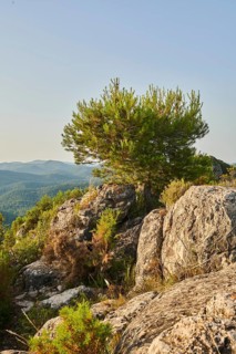 Scots pine (Pinus sylvestris) at Mount "La Talaia del Montmell" at evening, Catalonia, Spain,