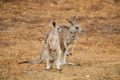 Eastern grey kangaroos (Macropus giganteus) standing on a tried up meadow, raining, Bavaria,