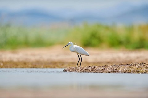 Little egret (Egretta garzetta) standing at the shore, hunting, sea, ebro delta, Catalonia, Spain,