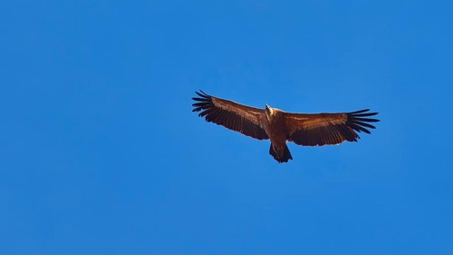 Single Griffon Vulture in flight, close, cloudless blue sky, Rodopou Peninsula, West Crete, Crete