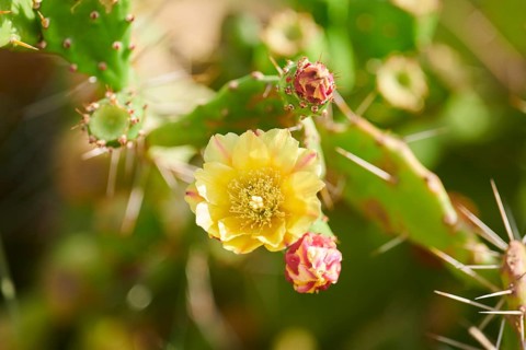 Indian fig opuntia (Opuntia ficus-indica) blossom, ebro delta, Catalonia, Spain, Europe