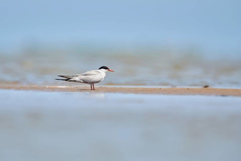 Elegant tern (Thalasseus elegans) sitting on a sandbank, ebro delta, Catalonia, Spain, Europe