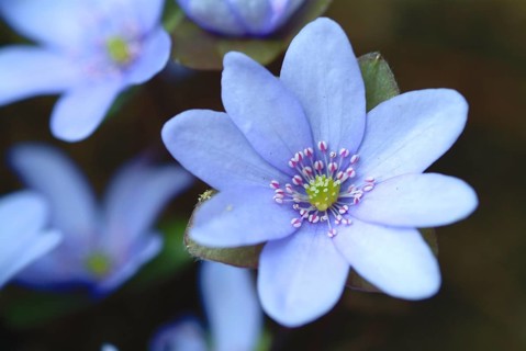 Liverwort (Hepatica triloba) (Hepatica nobilis) (Anemone hepatica), synonyma, common liverwort,