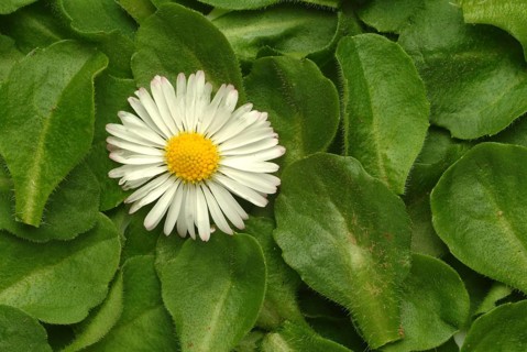 Common daisy (Bellis perennis), medicinal plant, naturopathy classifies the daisy among other