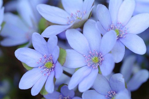 Liverwort (Hepatica triloba) (Hepatica nobilis) (Anemone hepatica), synonyma, common liverwort,