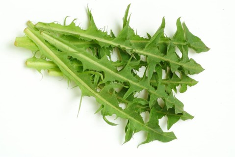 Common dandelion (Taraxacum) Ruderalia, Taraxacum officinale, medicinal plant, the most important