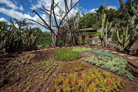 Cacti in the cactus garden, botanical garden in Funchal, Jardim Botanico, Funchal, Madeira,
