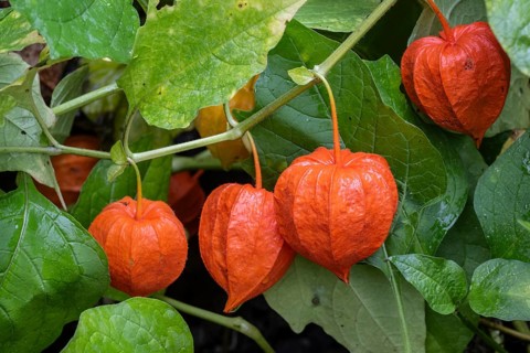 Japanese-lantern (Physalis alkekengi), Emsland, Lower Saxony, Germany, Europe