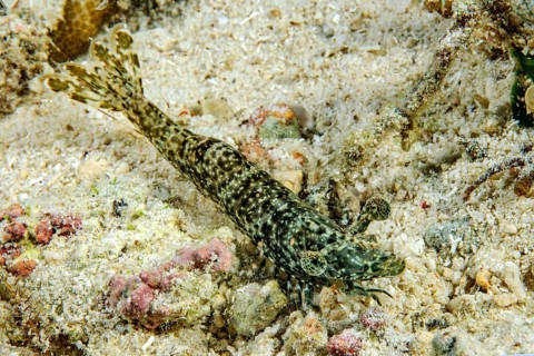 Close-up of marbled shrimp (Saron marmoratus) with marbled stalk eyes distinctive eyes lurking for