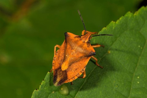 Northern fruit bug (Carpocoris fuscispinus) on a leaf, Baden-Württemberg, Germany, Europe