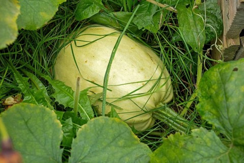Spaghetti squash, garden pumpkin (Cucurbita pepo), Kiel, Schleswig-Holstein, Germany, Europe